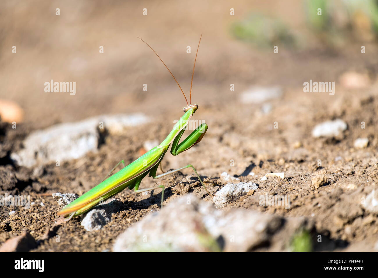 Mante religieuse européenne. La mante religieuse (Mantis religiosa) Banque D'Images