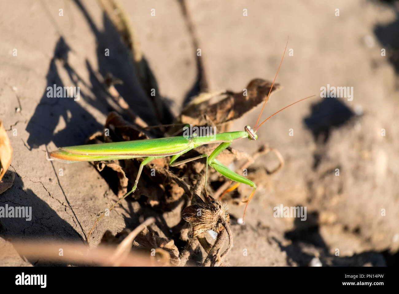 Mante religieuse européenne. La mante religieuse (Mantis religiosa) Banque D'Images