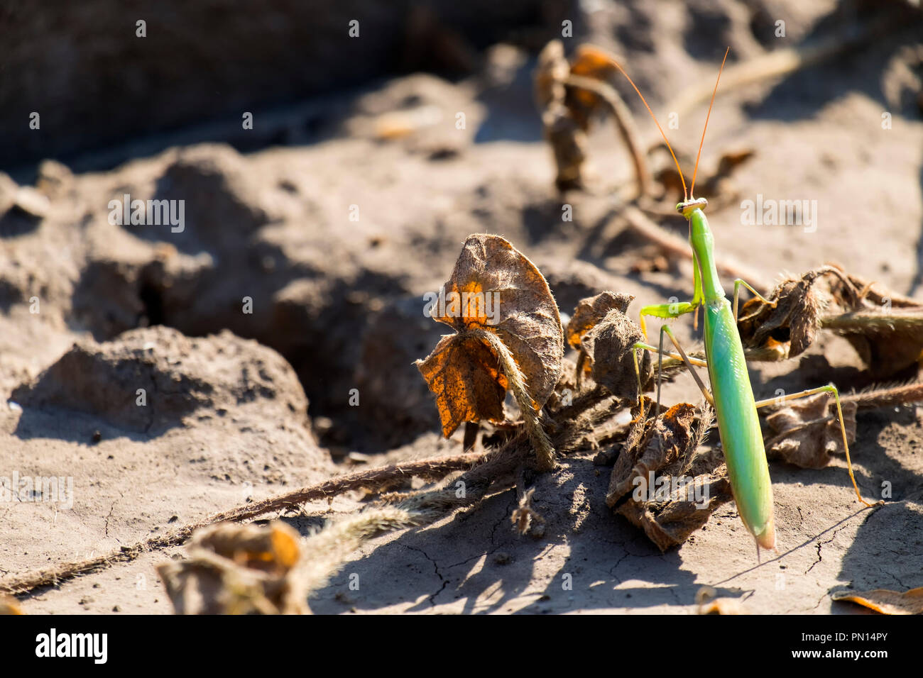 Mante religieuse européenne. La mante religieuse (Mantis religiosa) Banque D'Images