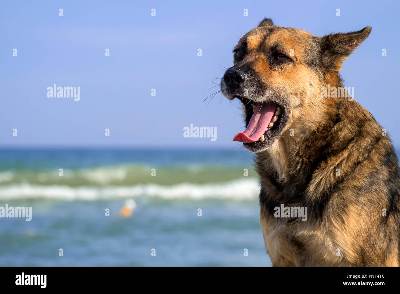 Chien paria est assis sur le bord de la mer et bâillements Banque D'Images