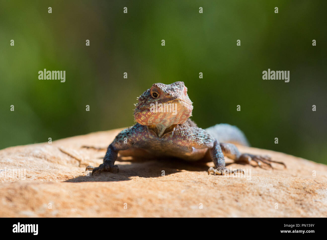 Un rock agama sur l'affût d'une formation rocheuse. Banque D'Images