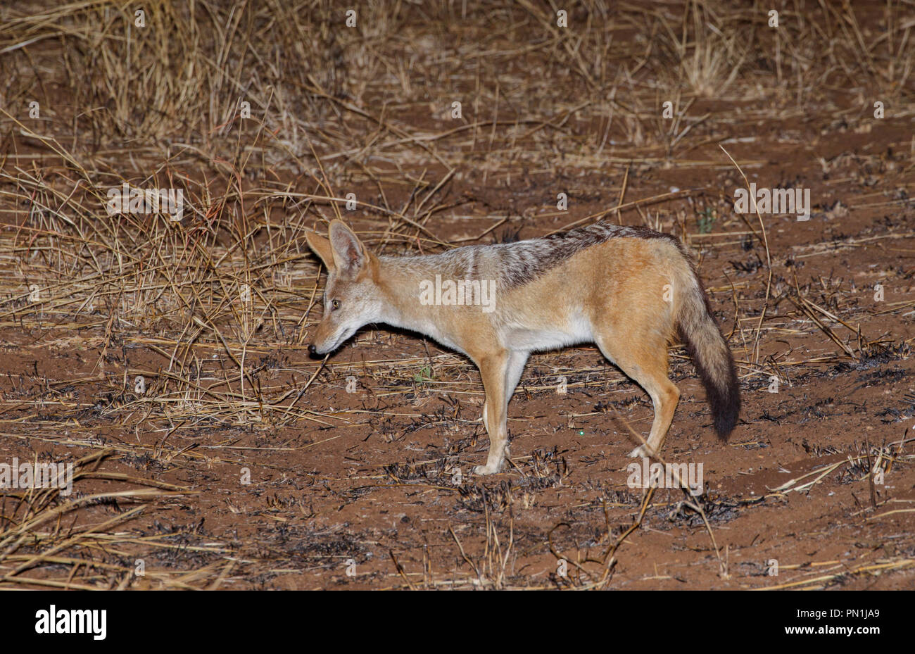 Le Chacal à dos noir Canis mesomelas Kruger National Park, Afrique du Sud 19 août 2018 Canidés Adultes Banque D'Images