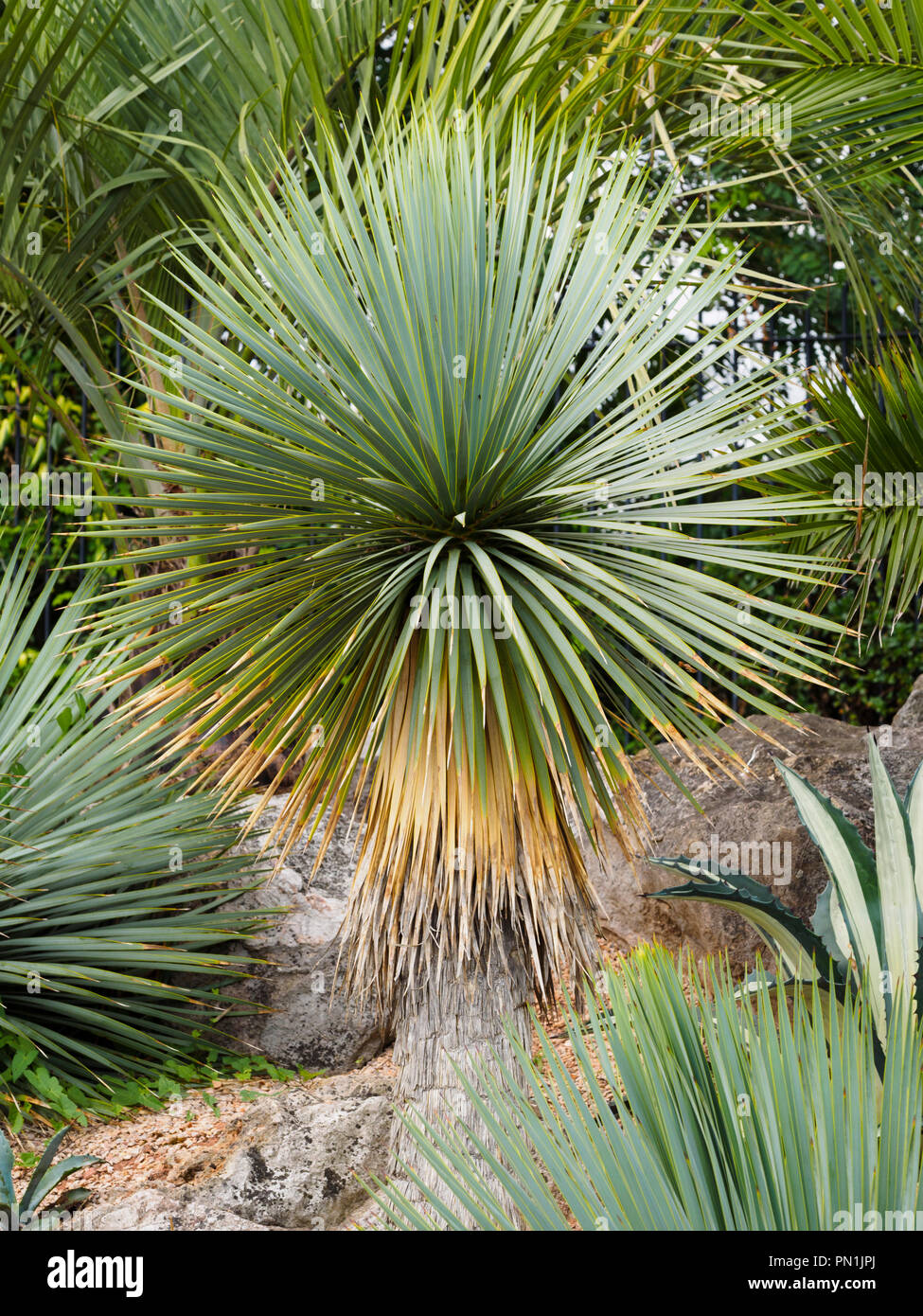 Tête sphérique d'étroites, argent feuillage de la moitié du Yucca rostrata hardy, Evergreen, Torquay, Devon, UK Banque D'Images