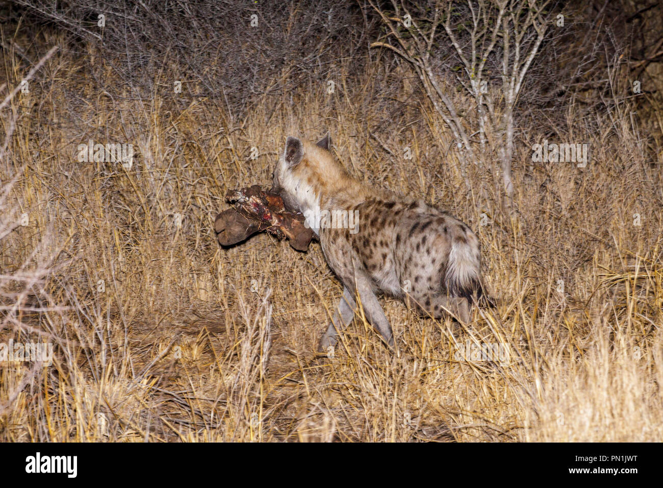 L'Hyène tachetée Crocuta crocuta Kruger National Park, Afrique du Sud 19 août 2018 Des profils avec Cape Bufflo sabot. Hyénidés Banque D'Images