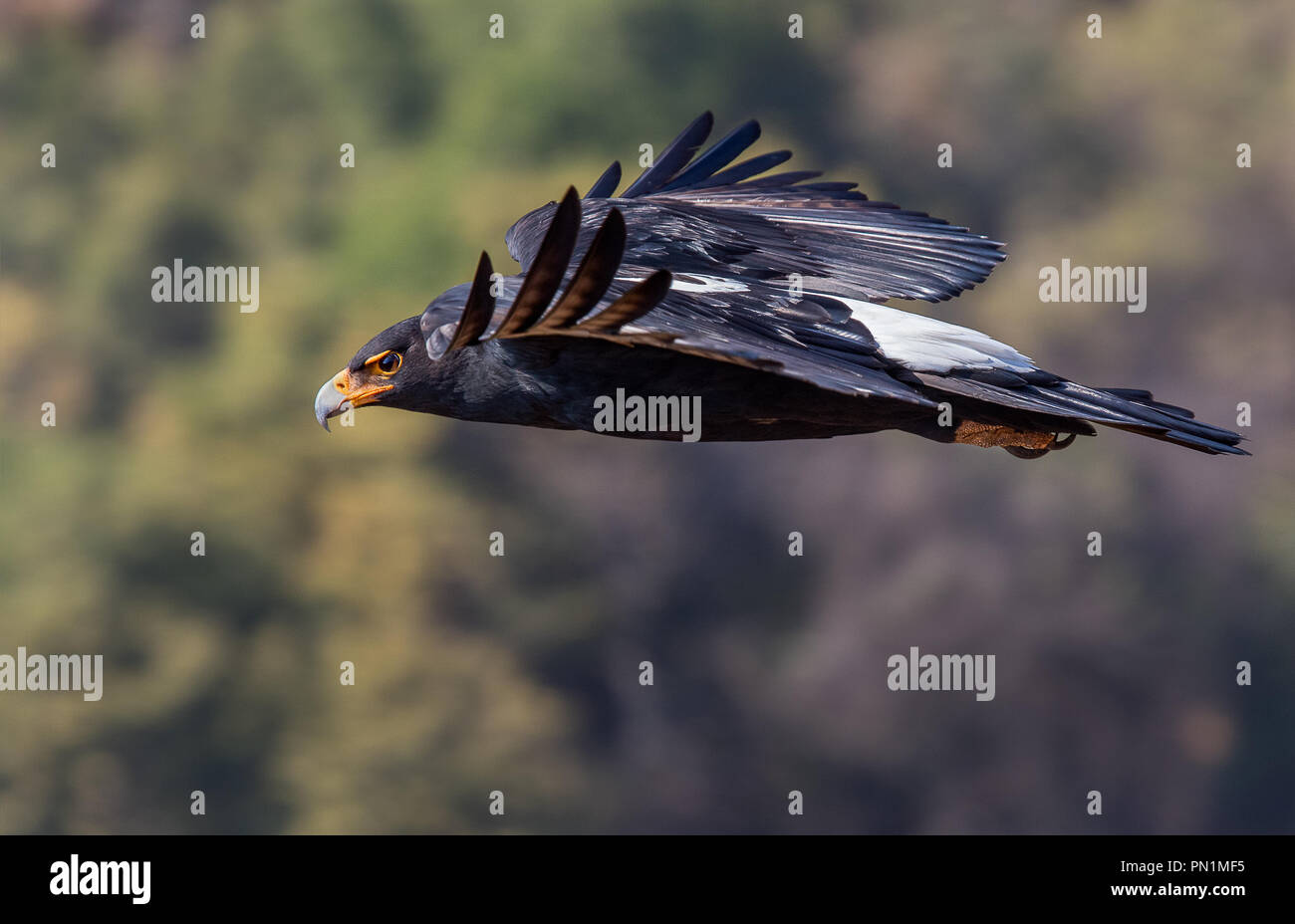 Un aigle de verreaux en vol. Photographie prise en Afrique du Sud Banque D'Images