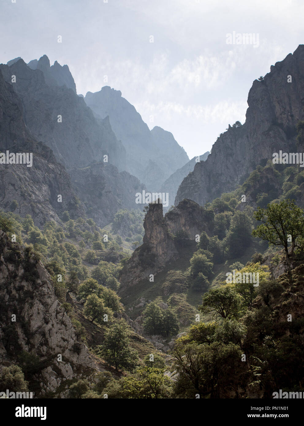 Divers arbres le long d'une vallée de montagne par temps clair. Banque D'Images