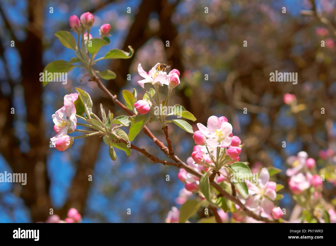 Pommier En Fleurs Fleurs Rose Blanche Sur Une Branche D