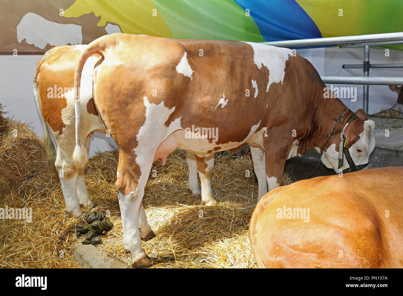 Big brown vaches dans barn farm Banque D'Images