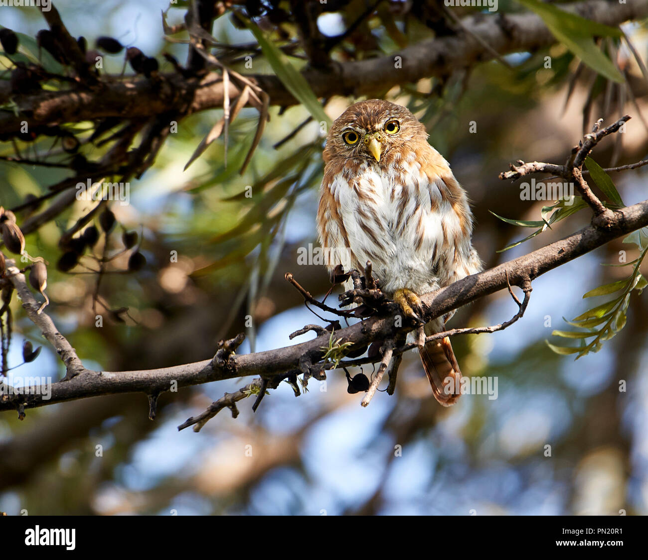 Buse rouilleuse (Glaucidium brasilianum Pygmy Owl) perché dans un arbre, Jocotopec, Jalisco, Mexique Banque D'Images