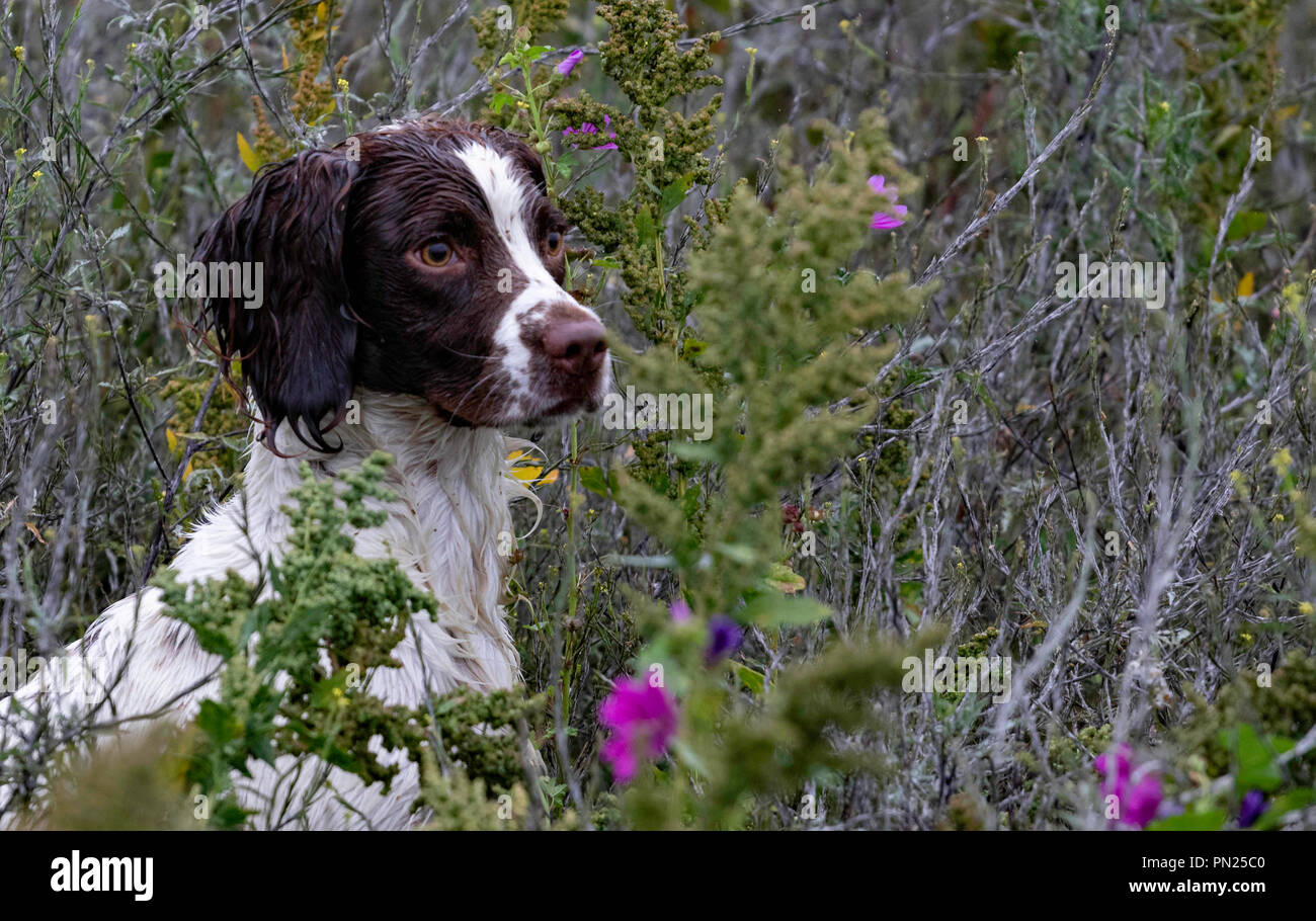 Springer et Cocker Spaniels en train de travailler des chiens d'armes à feu en compétition dans une piste d'essai à Rolleston. Récupération des mannequins de toile, à la fois visibles et aveugles Banque D'Images