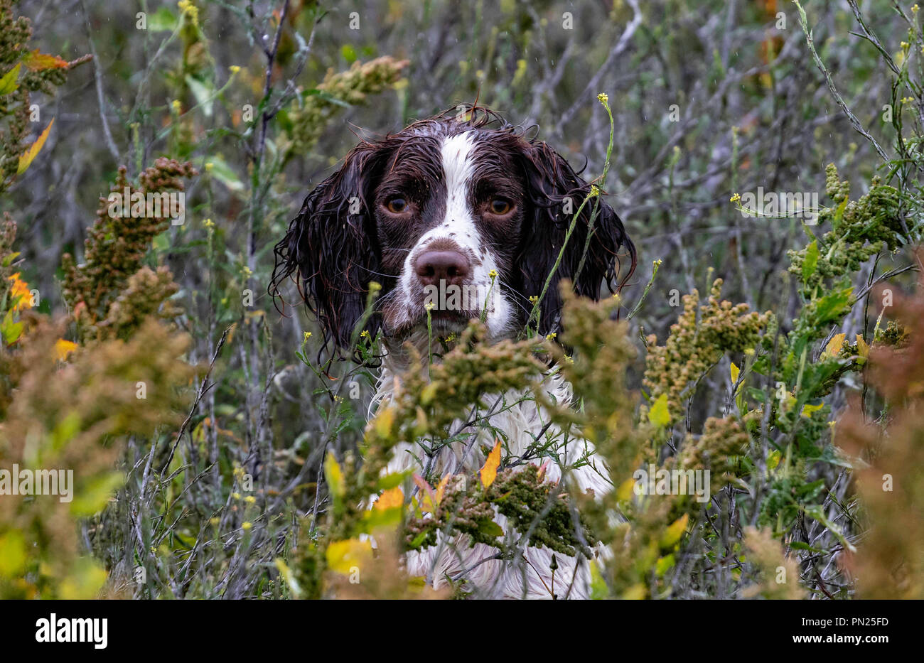 Springer et Cocker Spaniels en train de travailler des chiens d'armes à feu en compétition dans une piste d'essai à Rolleston. Récupération des mannequins de toile, à la fois visibles et aveugles Banque D'Images
