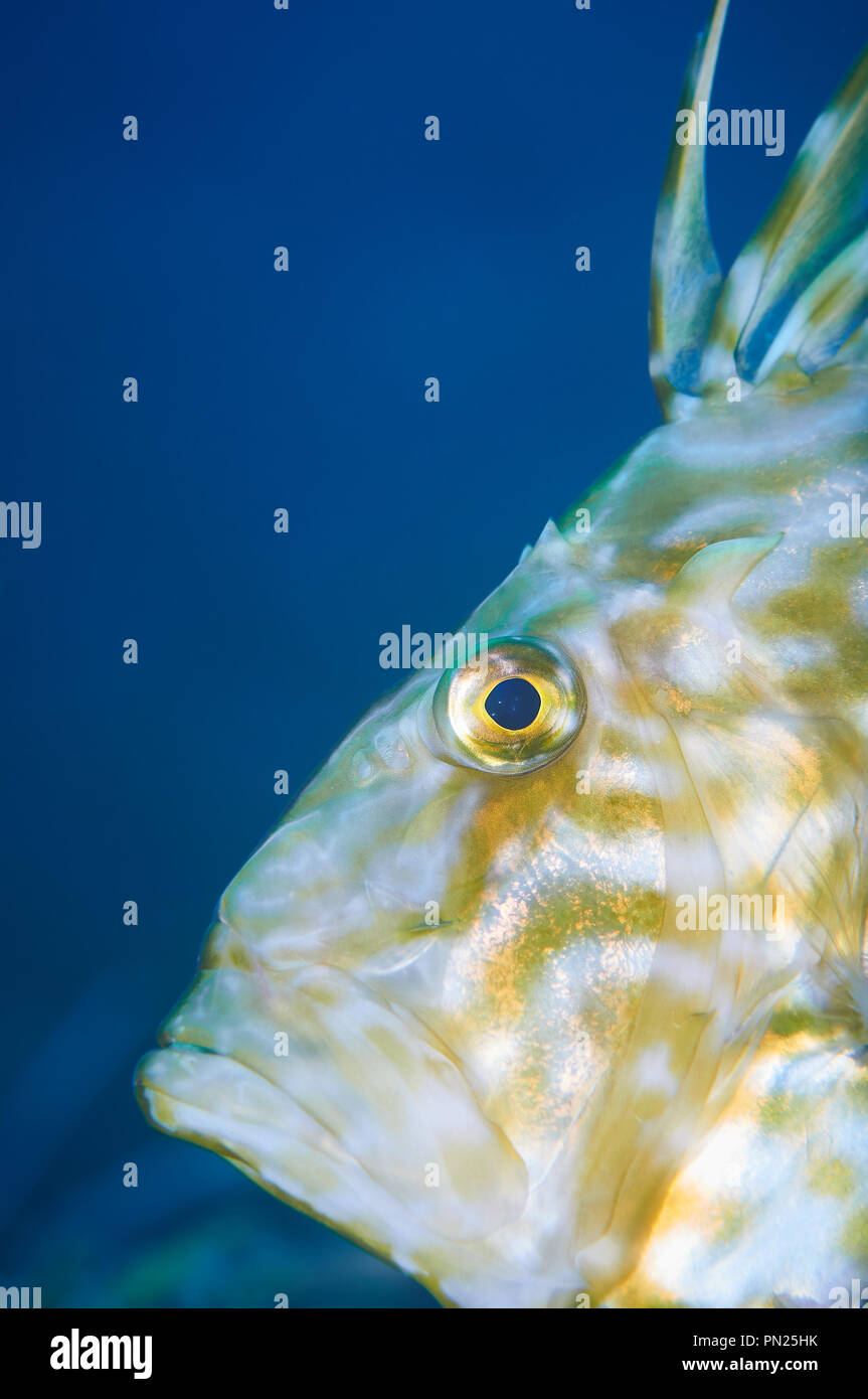 Gros plan portrait d'un poisson John Dory (Zeus faber) en mer Méditerranée (Parc naturel de ses Salines, Formentera, Iles Baléares, Espagne) Banque D'Images