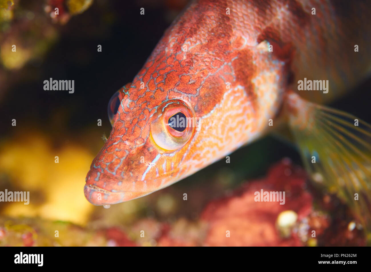 (Thorogobius peint scriba) macro portrait du poisson en mer Méditerranée (Parc Naturel de Ses Salines (Formentera, Iles Baléares, Espagne) Banque D'Images