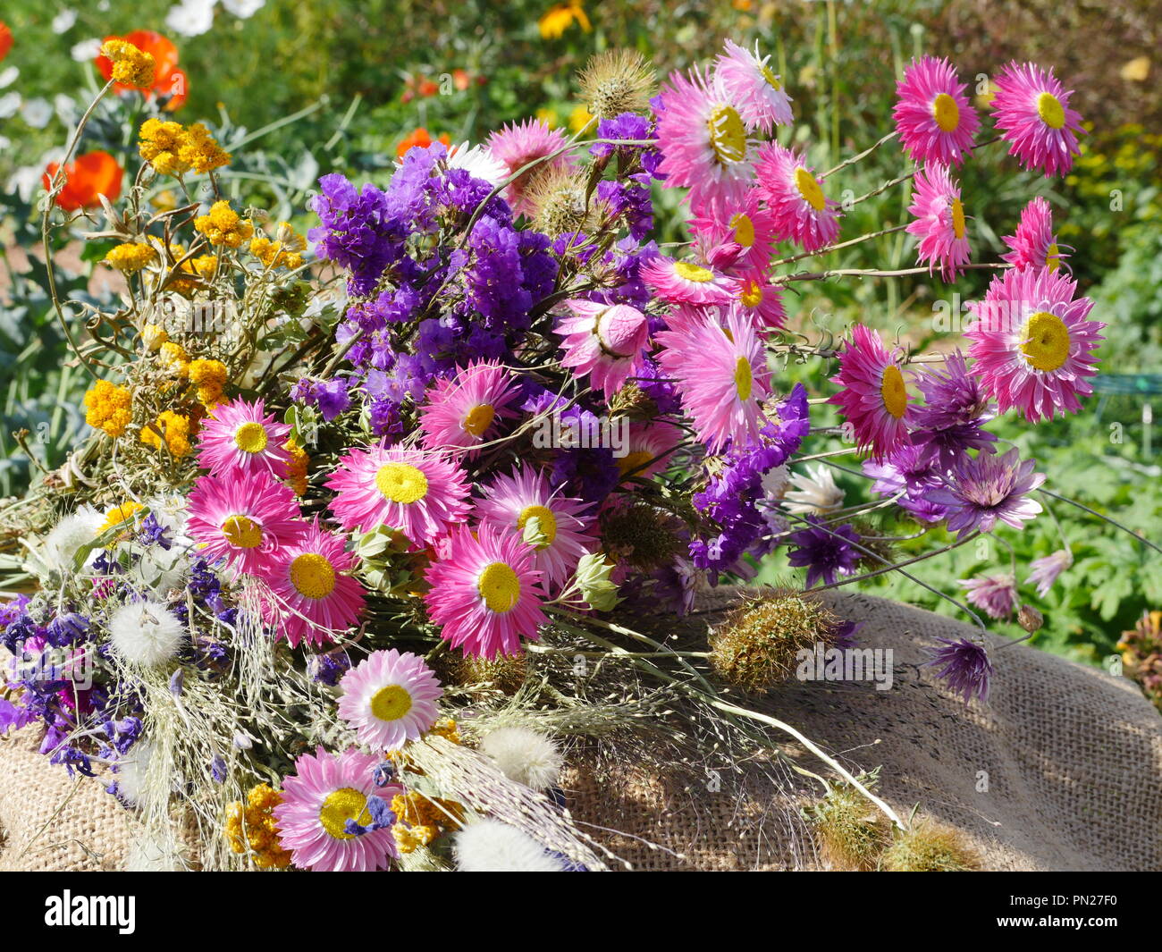 Bouquet de fleurs séchées sur le jardin de fleurs en Hesse Banque D'Images