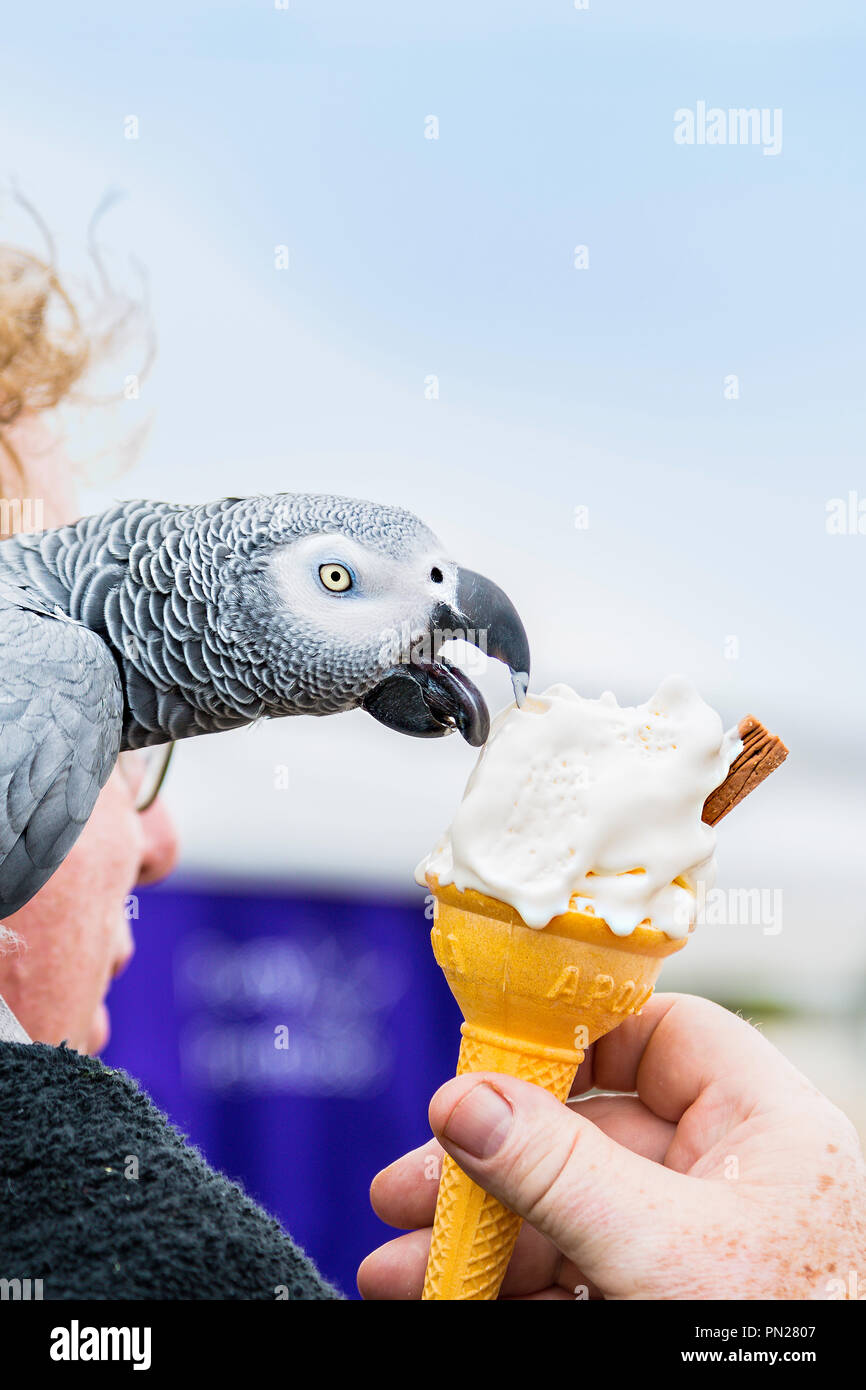 Un perroquet gris d'Afrique bénéficie d'une crème glacée. Banque D'Images