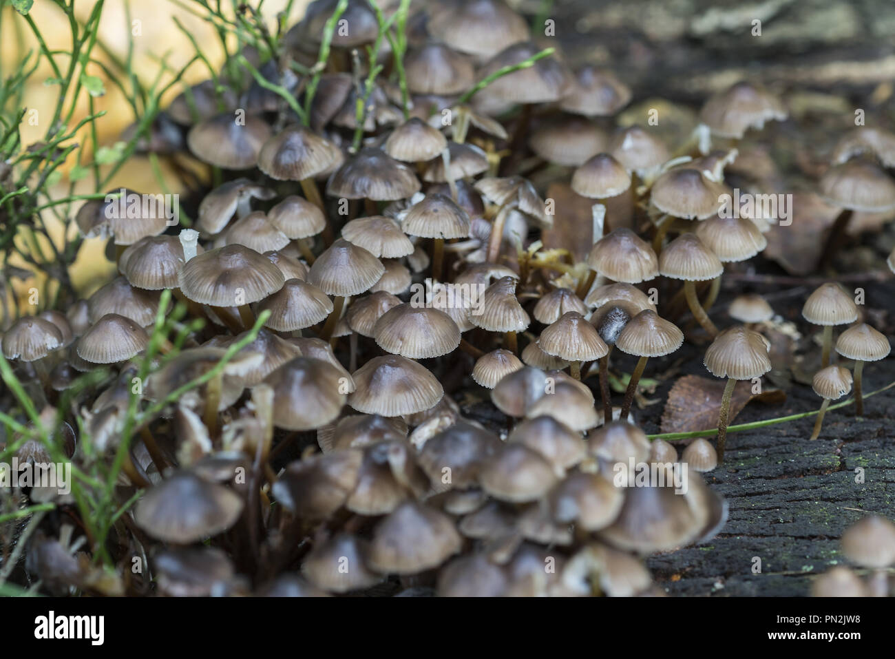 Mycena est une espèce de petits champignons saprotrophes Banque D'Images