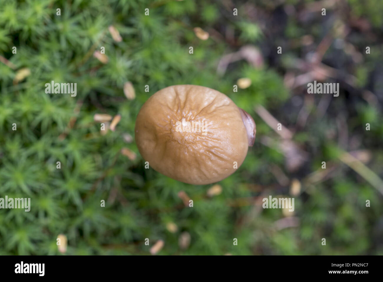 Xerula radicata, communément connue sous le nom de champignons ou de racines profondes le jarret d'enracinement Banque D'Images