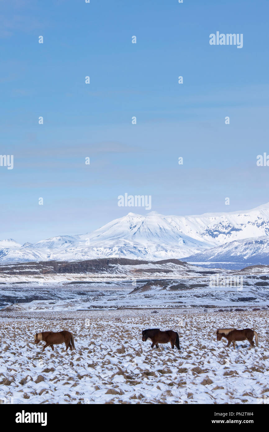 Troupeau de poneys Islandais dans paysage glaciaire du sud de l'Islande à pied dans une ligne à la suite le chef Banque D'Images