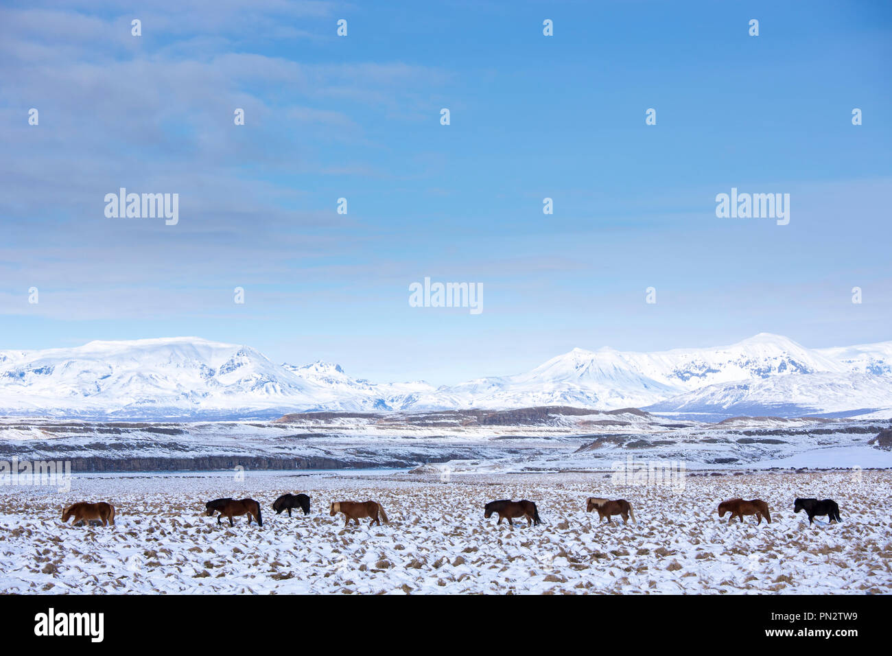 Troupeau de poneys Islandais dans paysage glaciaire du sud de l'Islande à pied dans une ligne à la suite le chef Banque D'Images