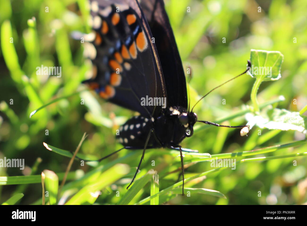 Swallowtail butterfly Banque D'Images