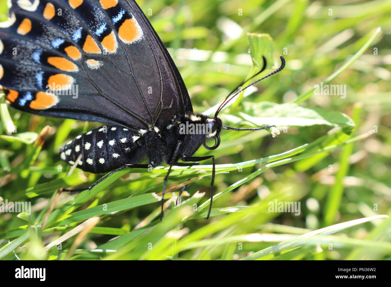 Swallowtail butterfly Banque D'Images