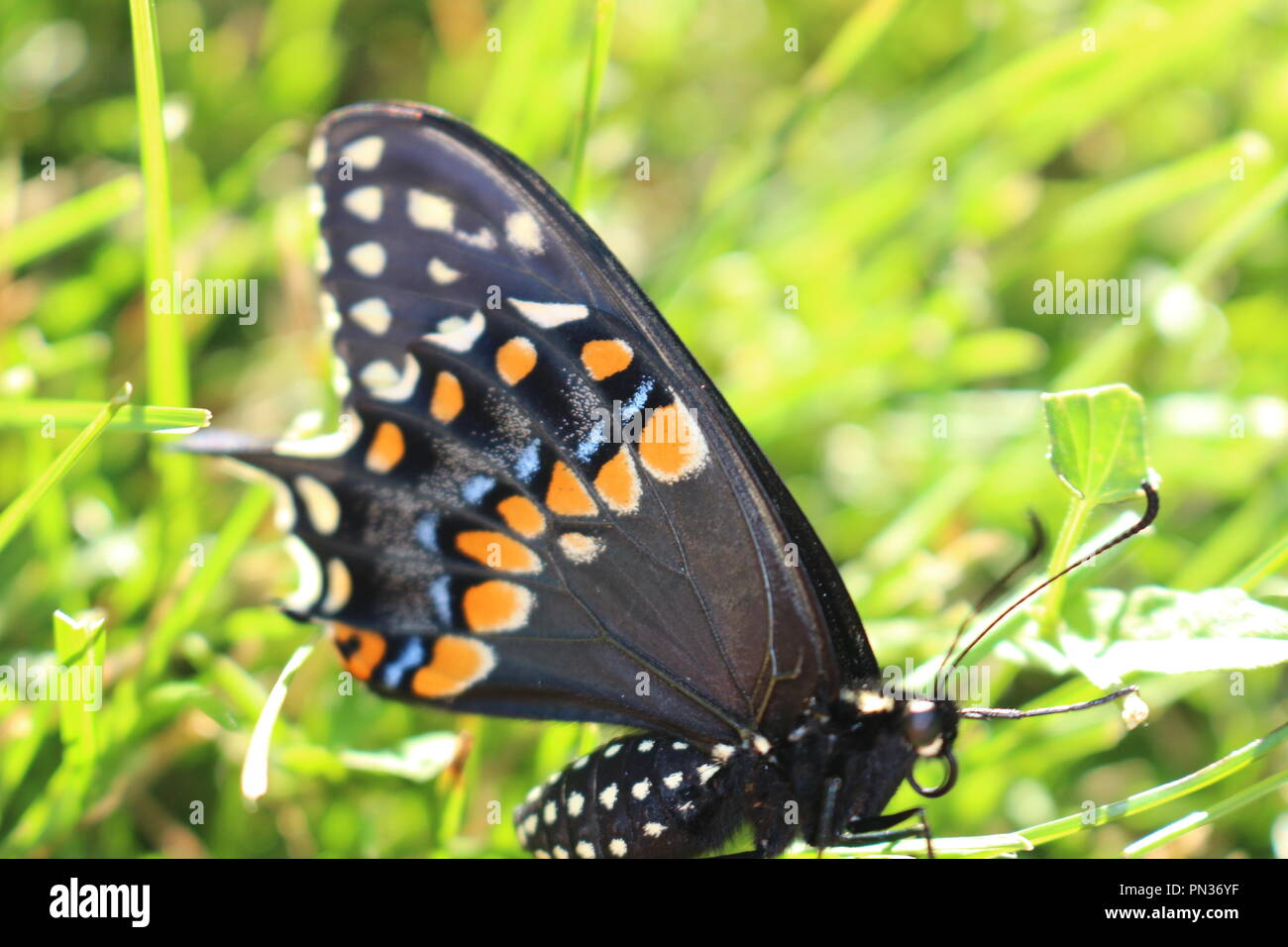 Swallowtail butterfly Banque D'Images