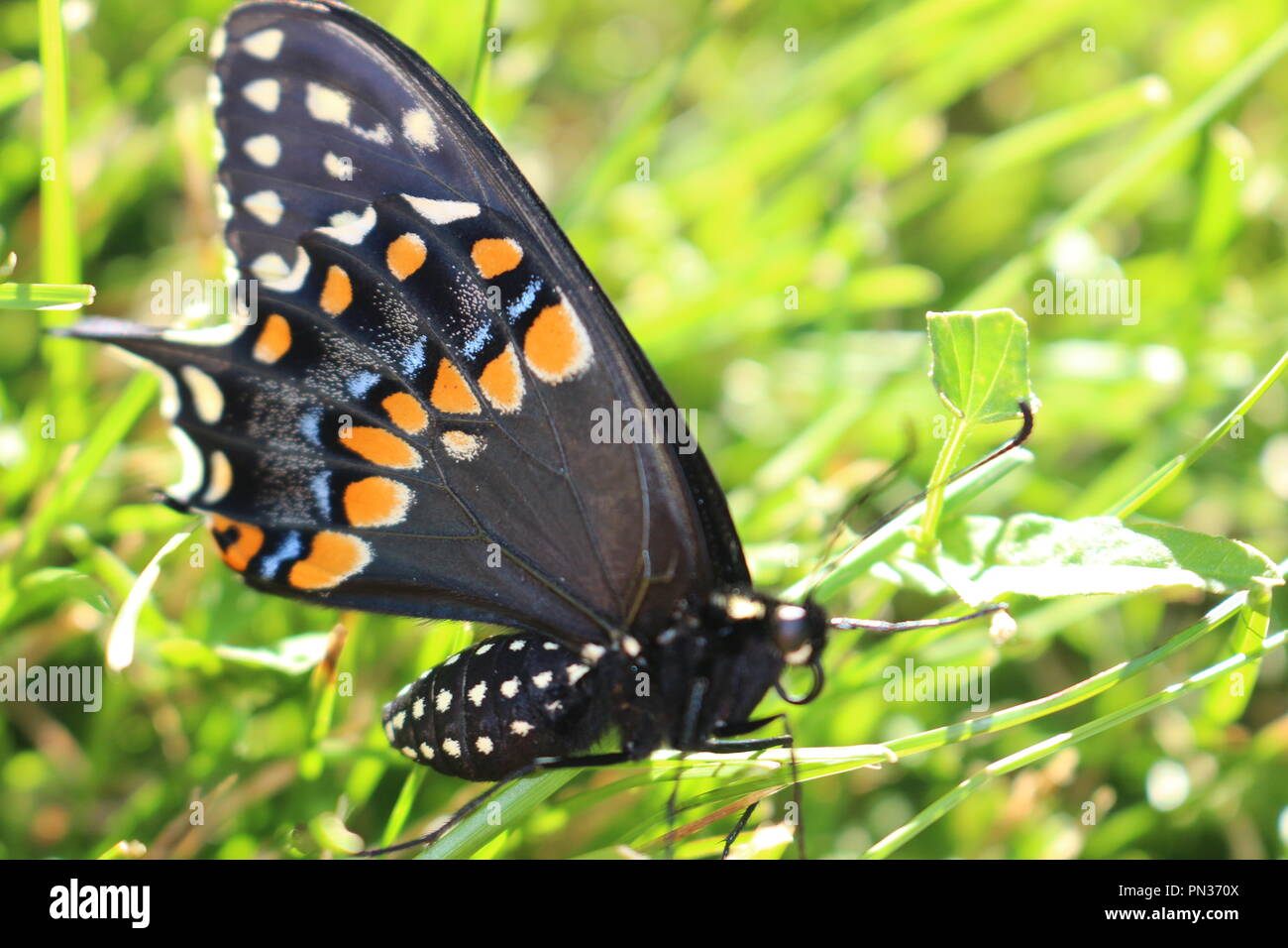 Swallowtail butterfly Banque D'Images