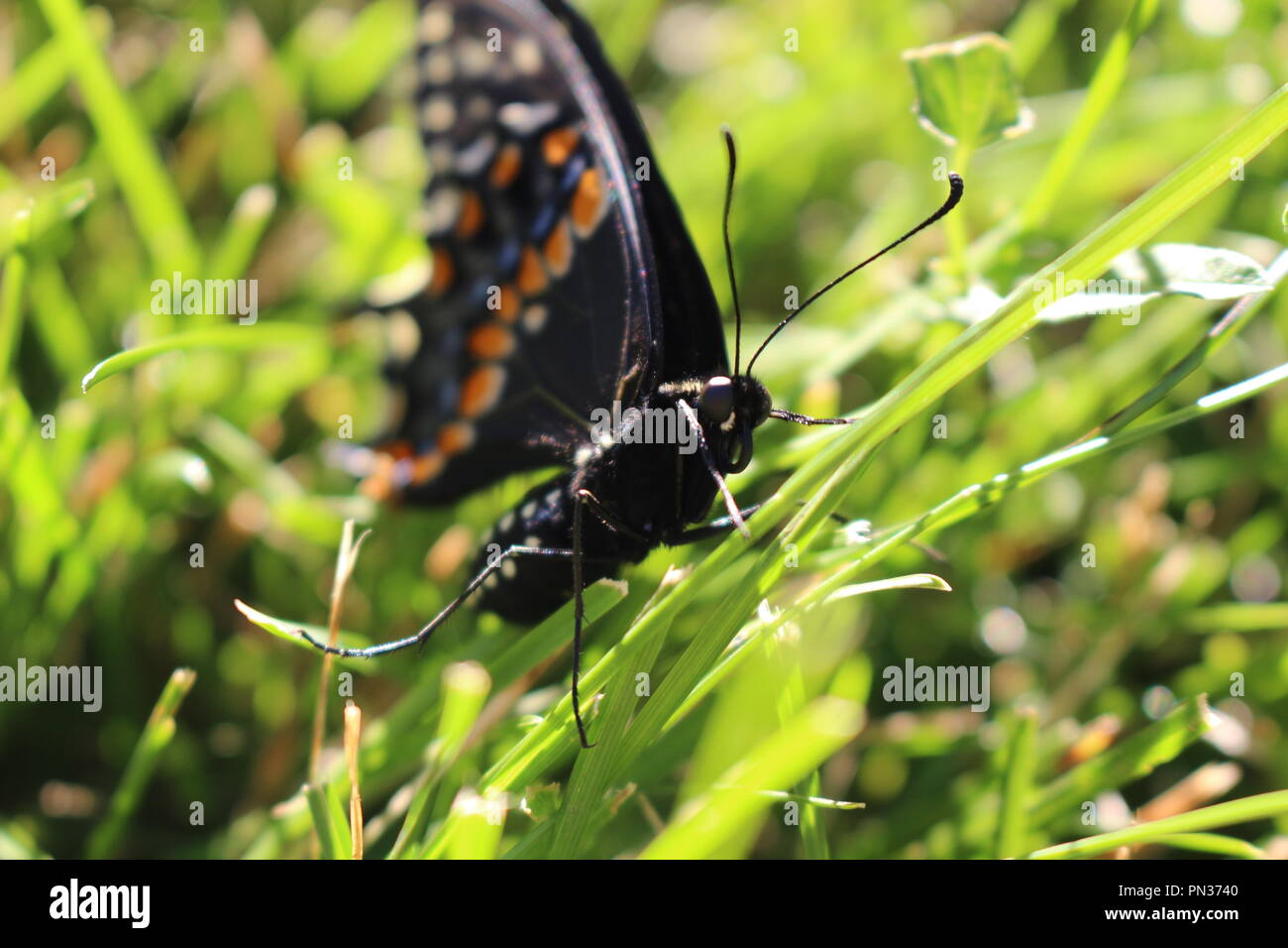 Swallowtail butterfly Banque D'Images