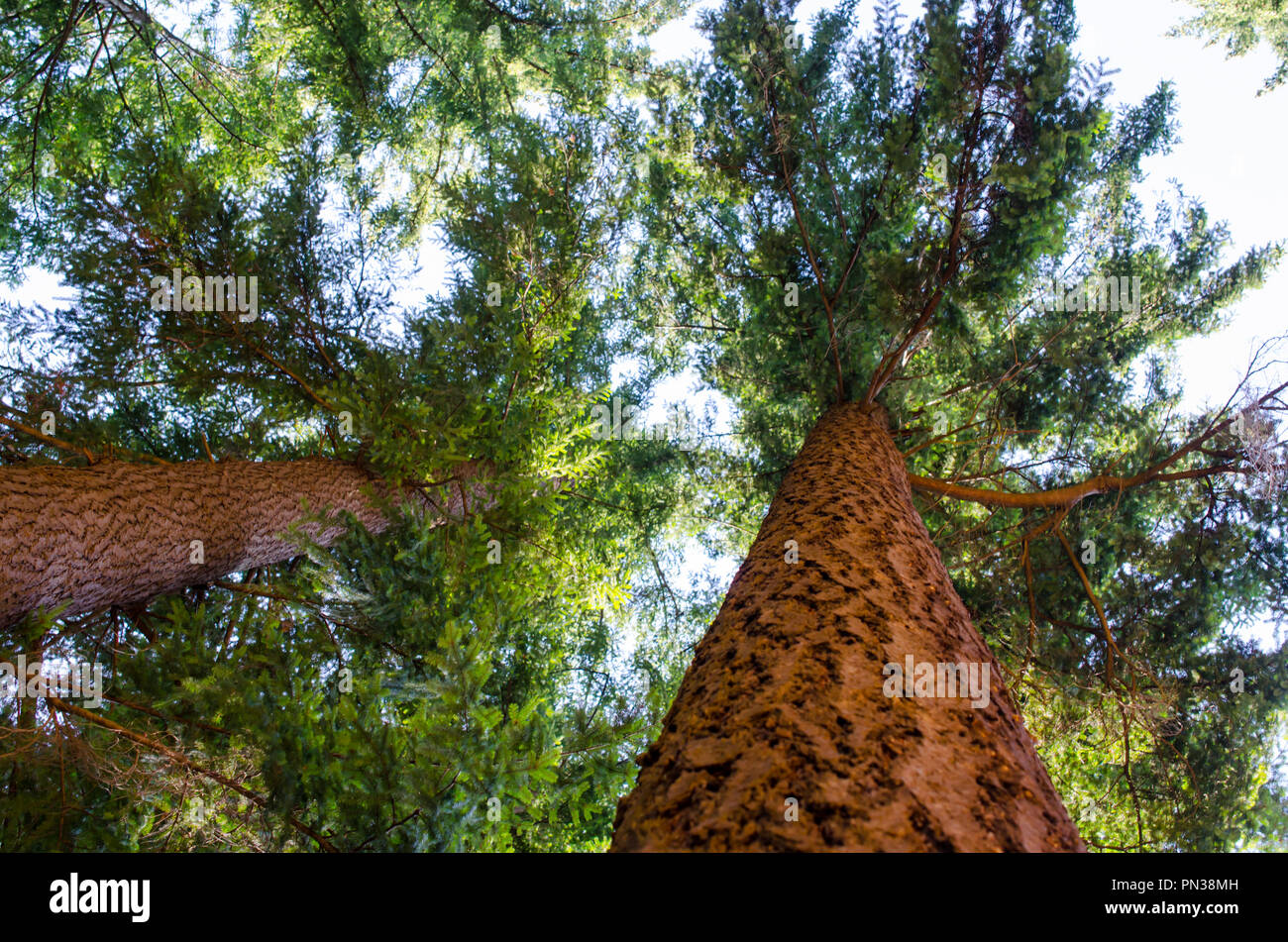 Evergreen sapins dans la forêt. Image prise par le dessous, jusqu'à dans les feuillages. Les grands troncs allant des vieux bois. Banque D'Images