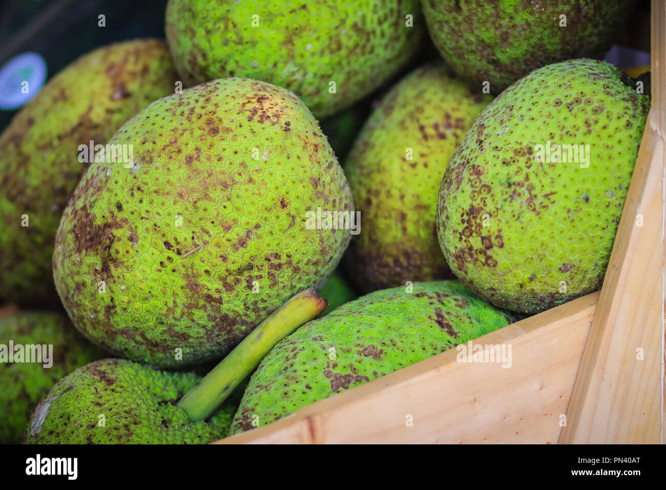 Très grande taille de l'arbre à pain (Artocarpus altilis organique ...