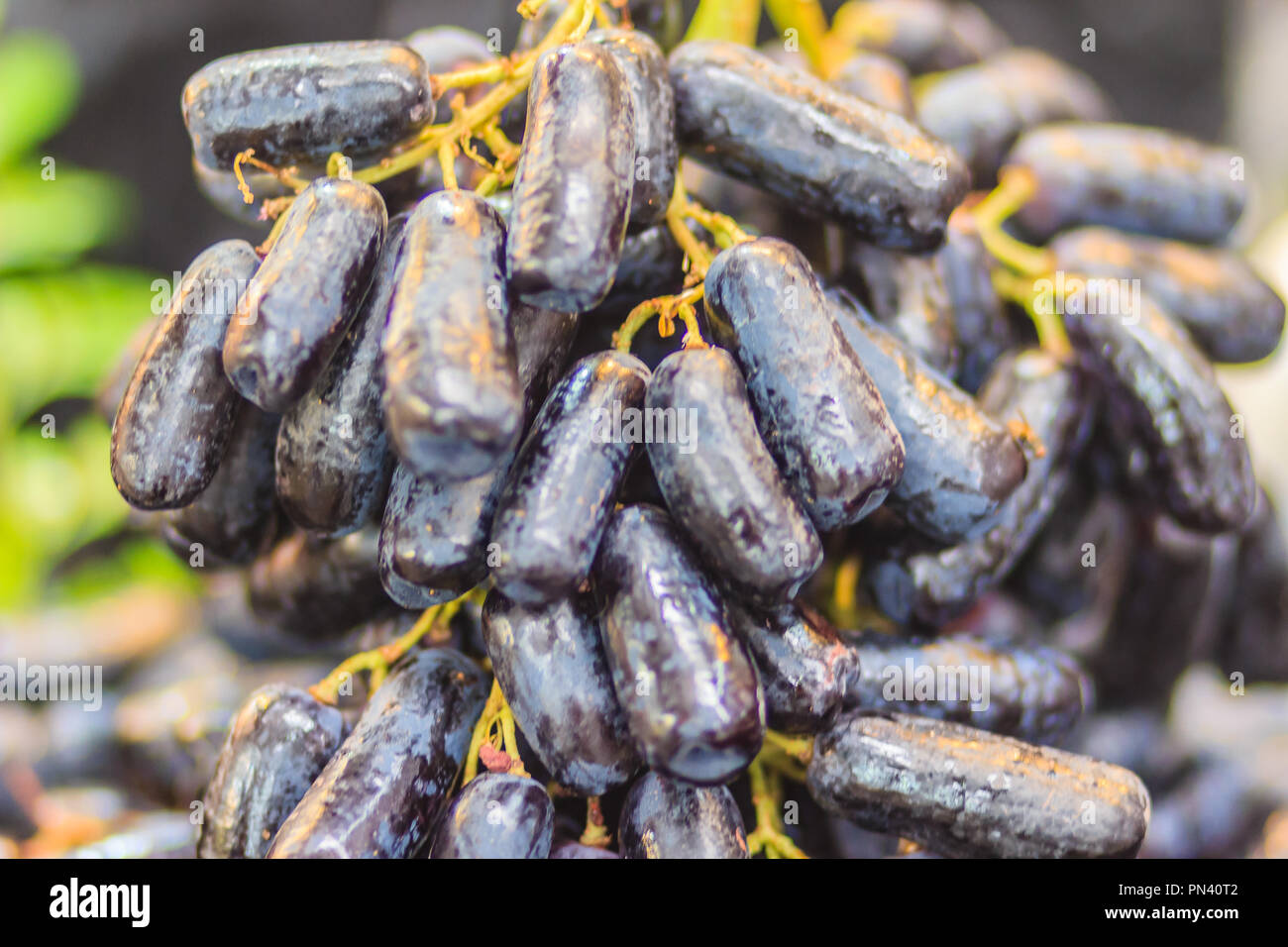 Taille Jumbo Extra noir de Lune sans pépins de raisin ou de gouttes Les