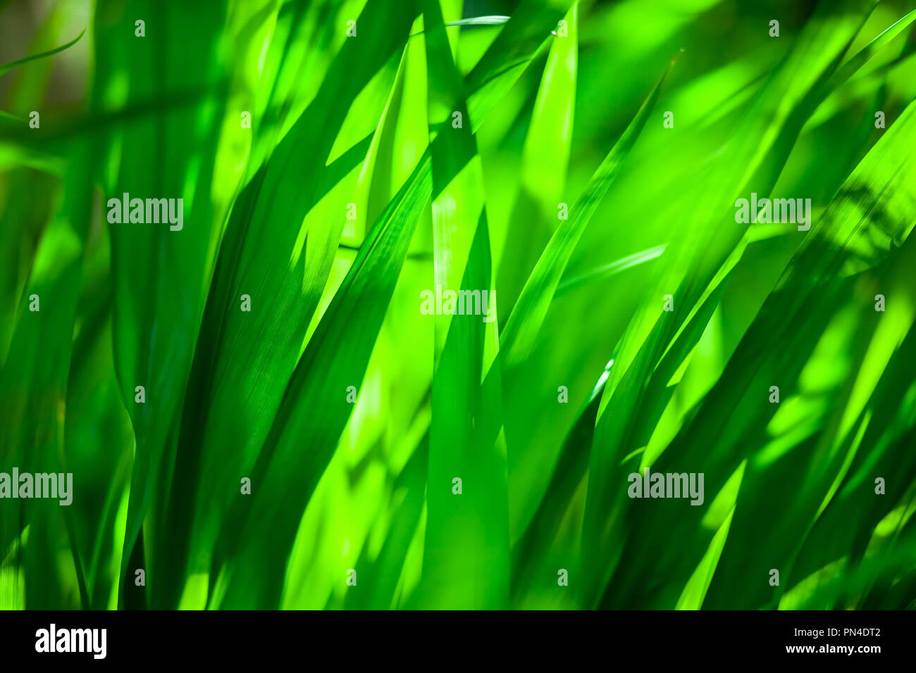 Belles lames d'herbe verte avec arrière-plan copy space Banque D'Images