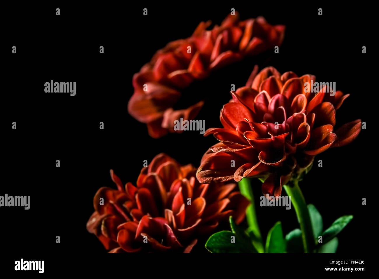 Dahlia - belles fleurs rouge sur fond noir Banque D'Images