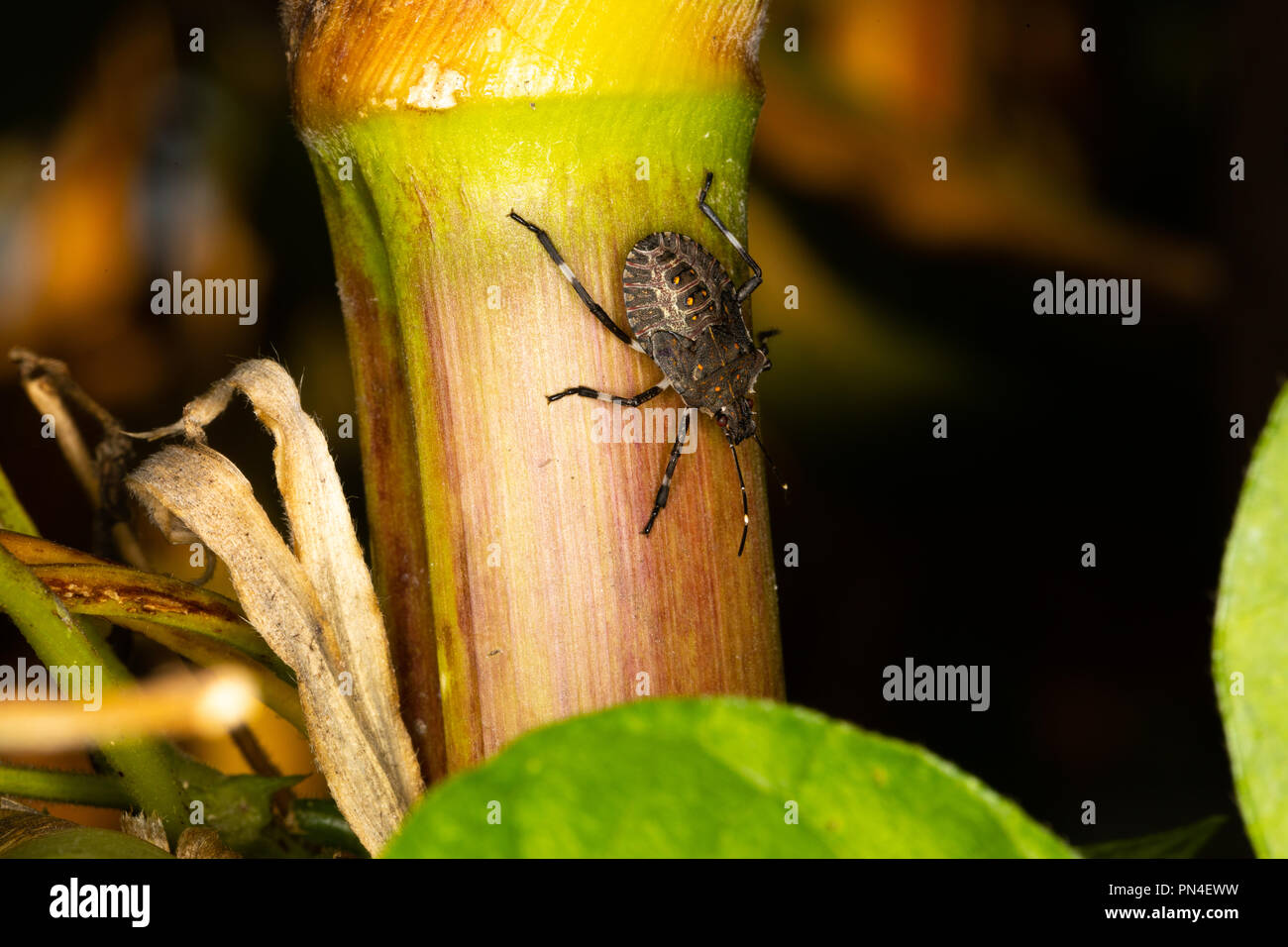 Close up of a stink bug sur une plante Banque D'Images