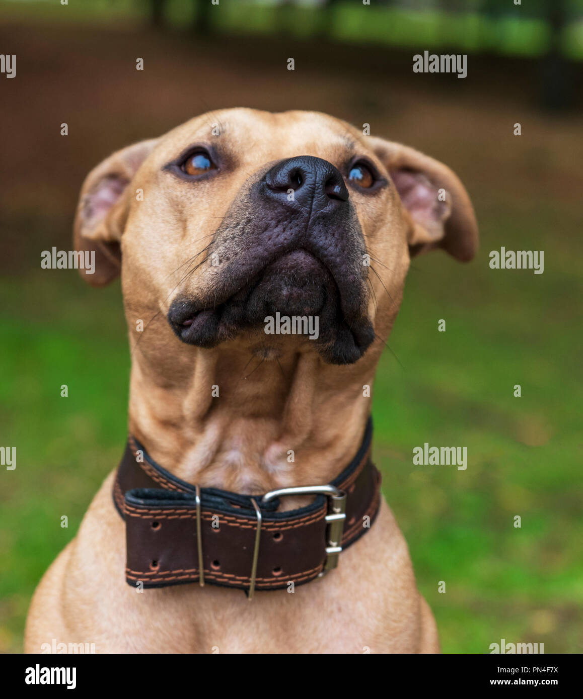 Portrait brown bull-terrier américain de mine, selective focus Banque D'Images