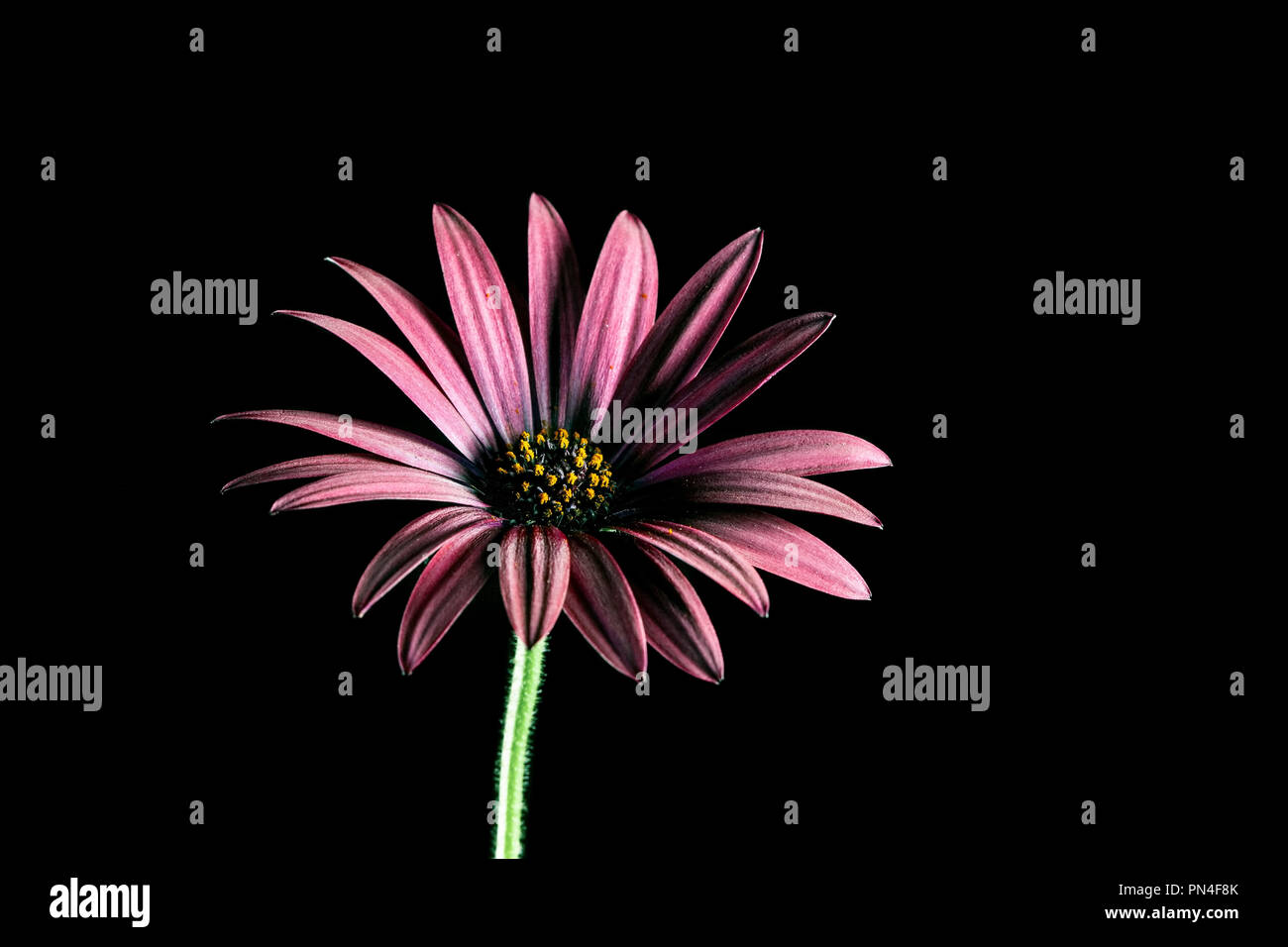 Belle couleur bourgogne daisy africains fleur sur fond noir avec copie espace Banque D'Images