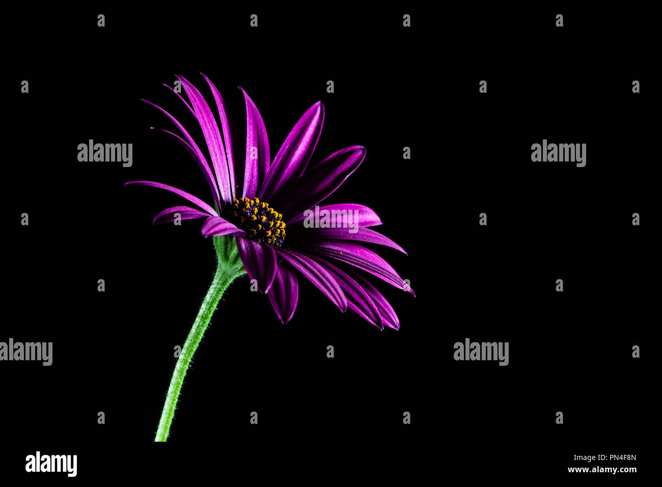 Purple Daisy africains isolated on black with copy space Banque D'Images