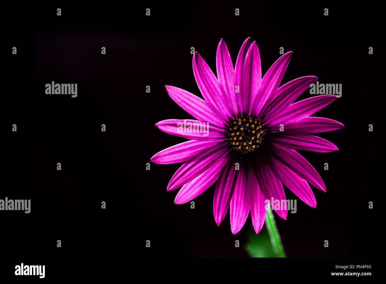Purple flower daisy africains rougeoyant sur noir - studio shot with copy space Banque D'Images