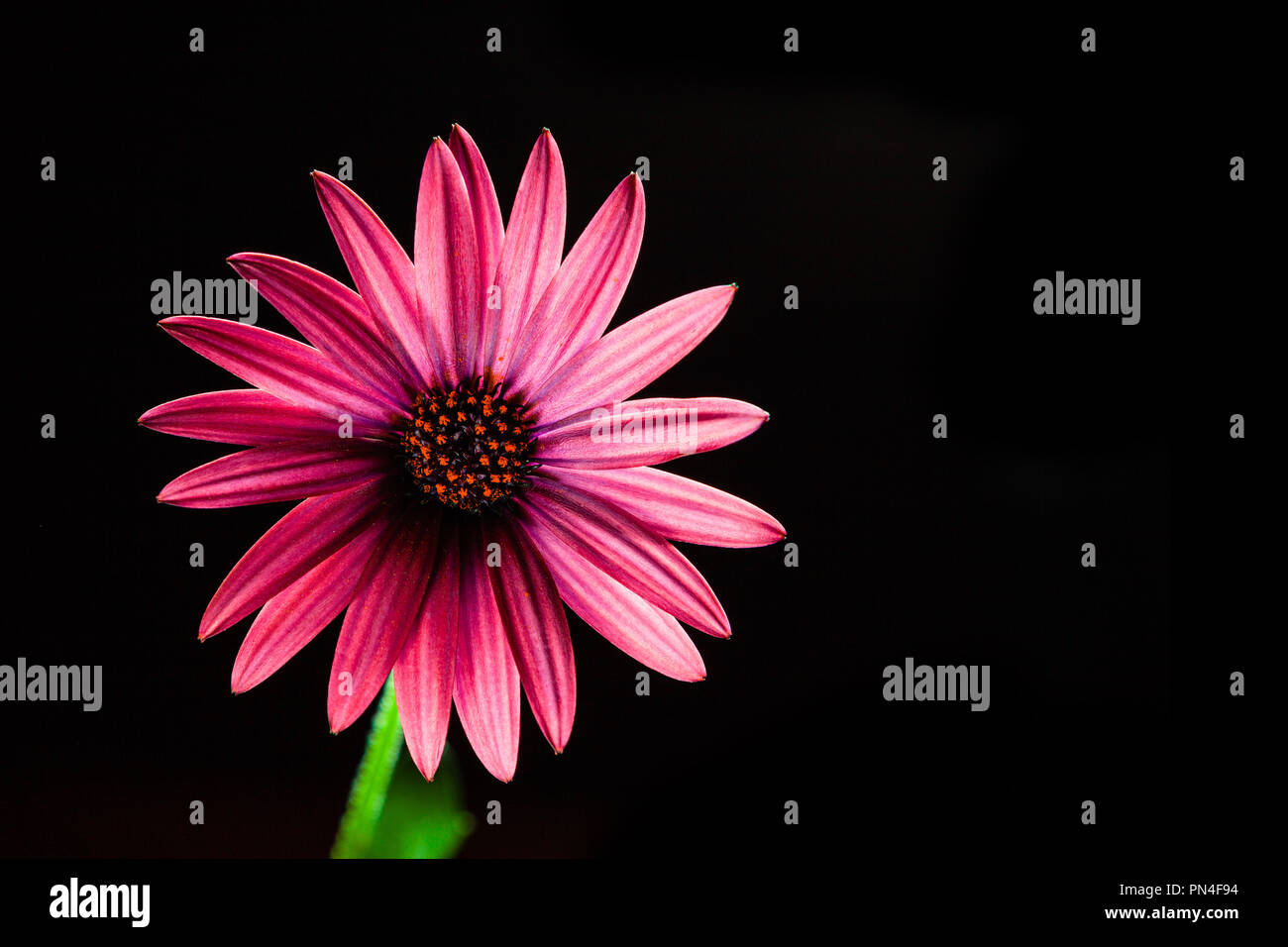 Rouge vif African daisy flower sur noir - studio shot with copy space Banque D'Images