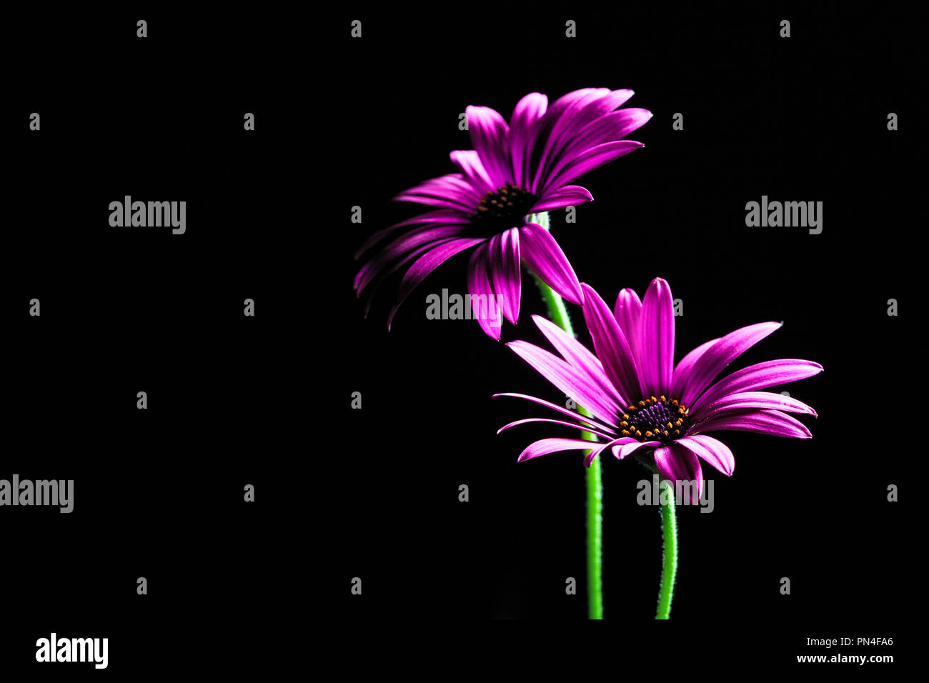 Purple daisies africains allumé par le haut - studio shot with copy space Banque D'Images