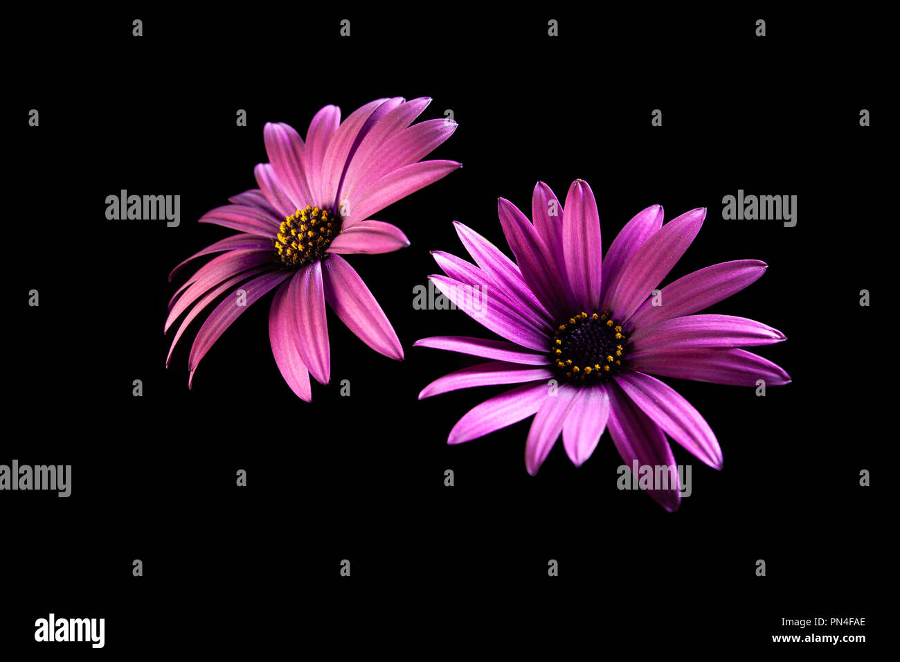 Deux têtes de fleurs éclatantes Purple Daisy isolé sur fond noir avec copie espace Banque D'Images