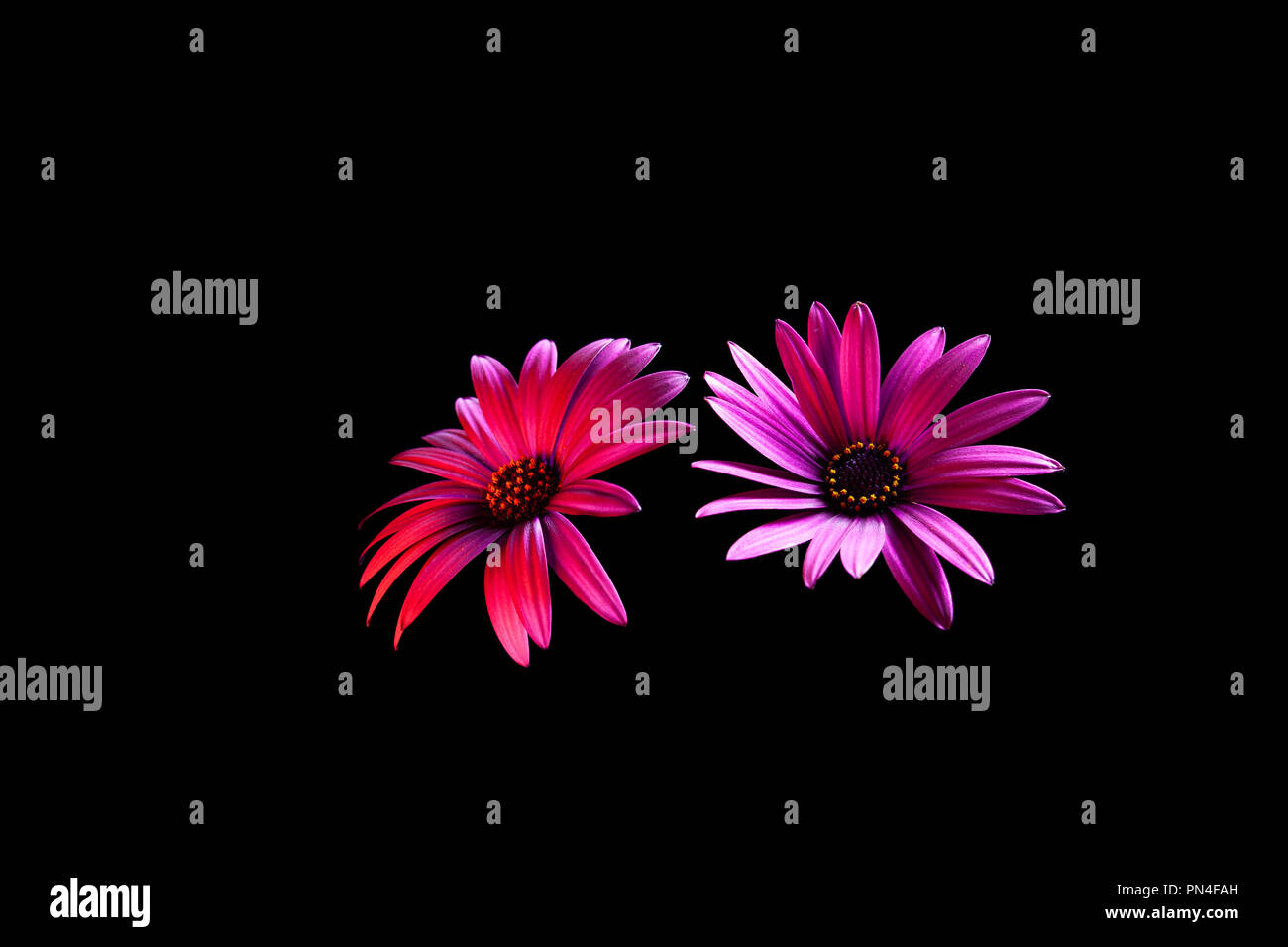 Deux brillants rouge fleurs daisy vives sur fond noir Banque D'Images