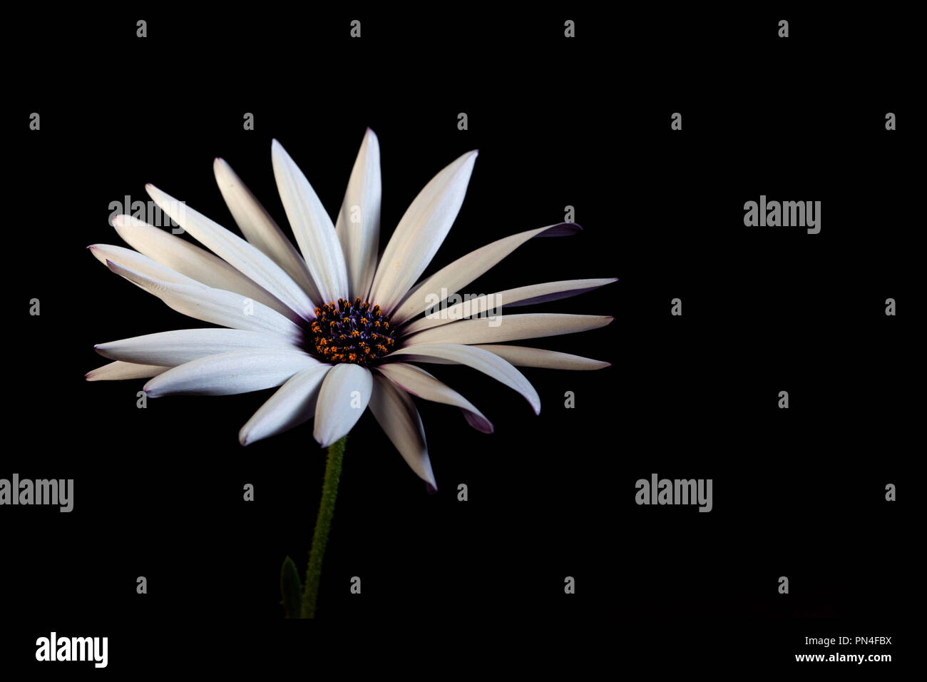 Daisy Africains blancs sur fond noir - studio shot with copy space Banque D'Images Daisy Africains blancs sur fond noir - studio shot with copy space Banque D'Images