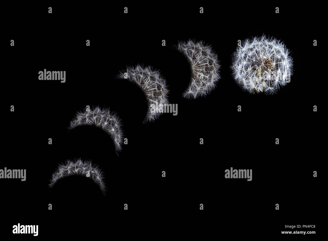 Eclipse de Lune concept séquence représenté avec dandelion Banque D'Images