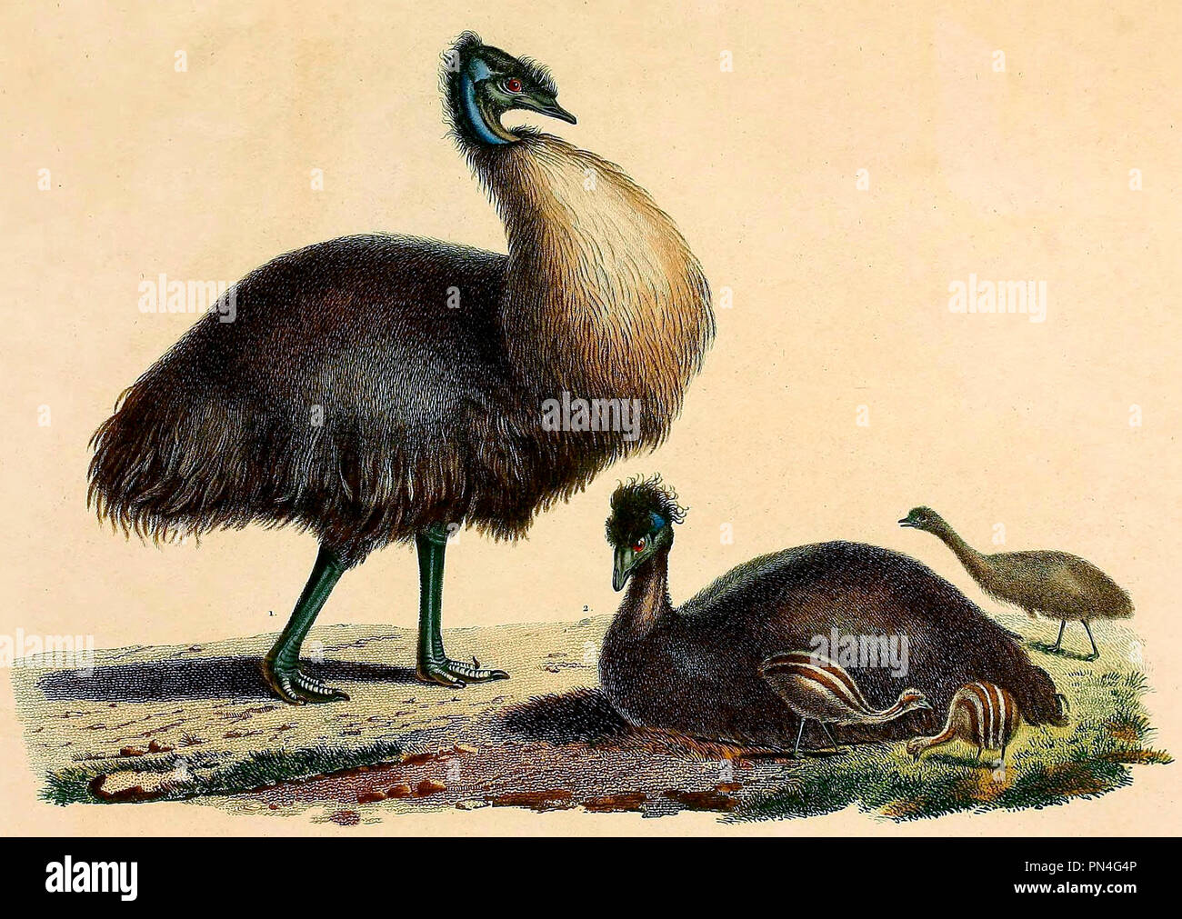 L'Émeu noir de Kangaroo Island. Le grand oiseau est pensé pour être basé sur une île Kangourou l'UEM, et les petits l'un sur l'île King l'UEM, mais ont été pensé pour être un mâle et femelle de la même espèce à l'époque. Charles-Alexandre Lesueur, vers 1810 Banque D'Images