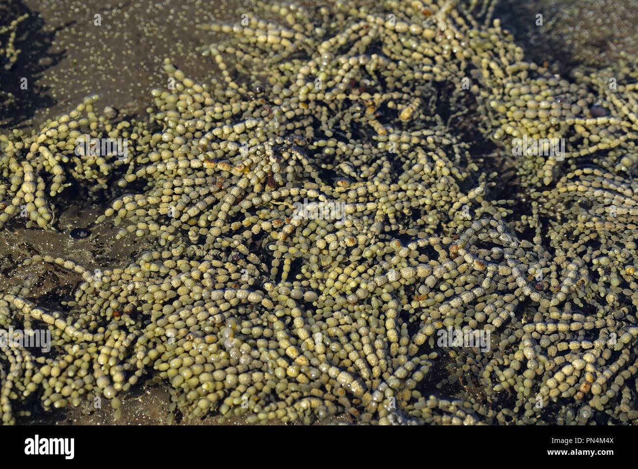 Un seawweed Hormosira banksii, originaire de l'Australie et la Nouvelle-Zélande, dans un rockpool près de la mer à marée basse. Banque D'Images