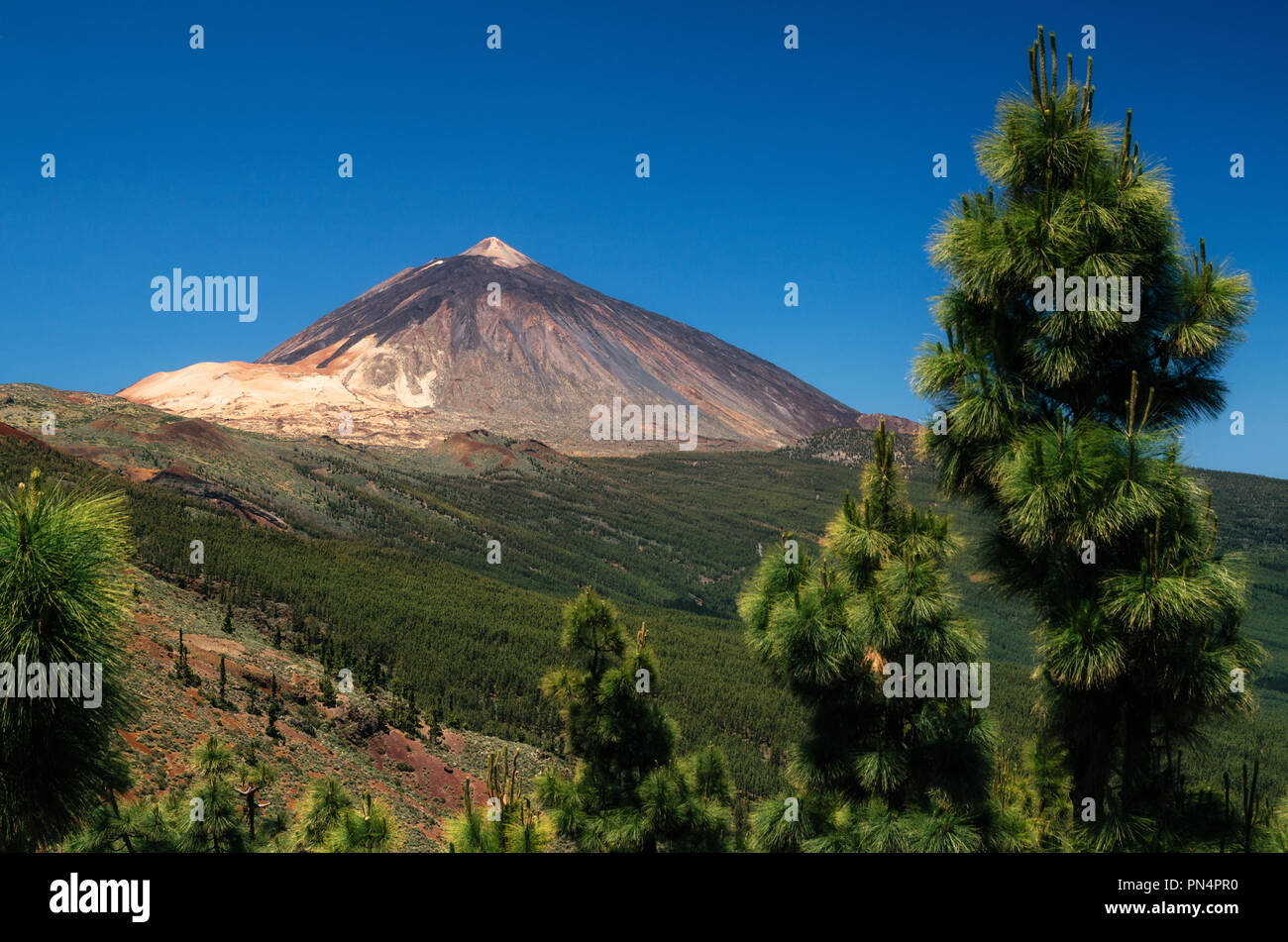 Vue sur volcan Teide par de rares bosquets d'arbres conifères, Tenerife, Espagne. Banque D'Images