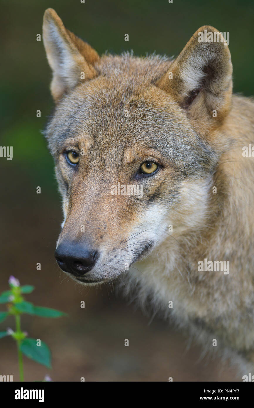 Le loup, Canis lupus, Portrait, Banque D'Images