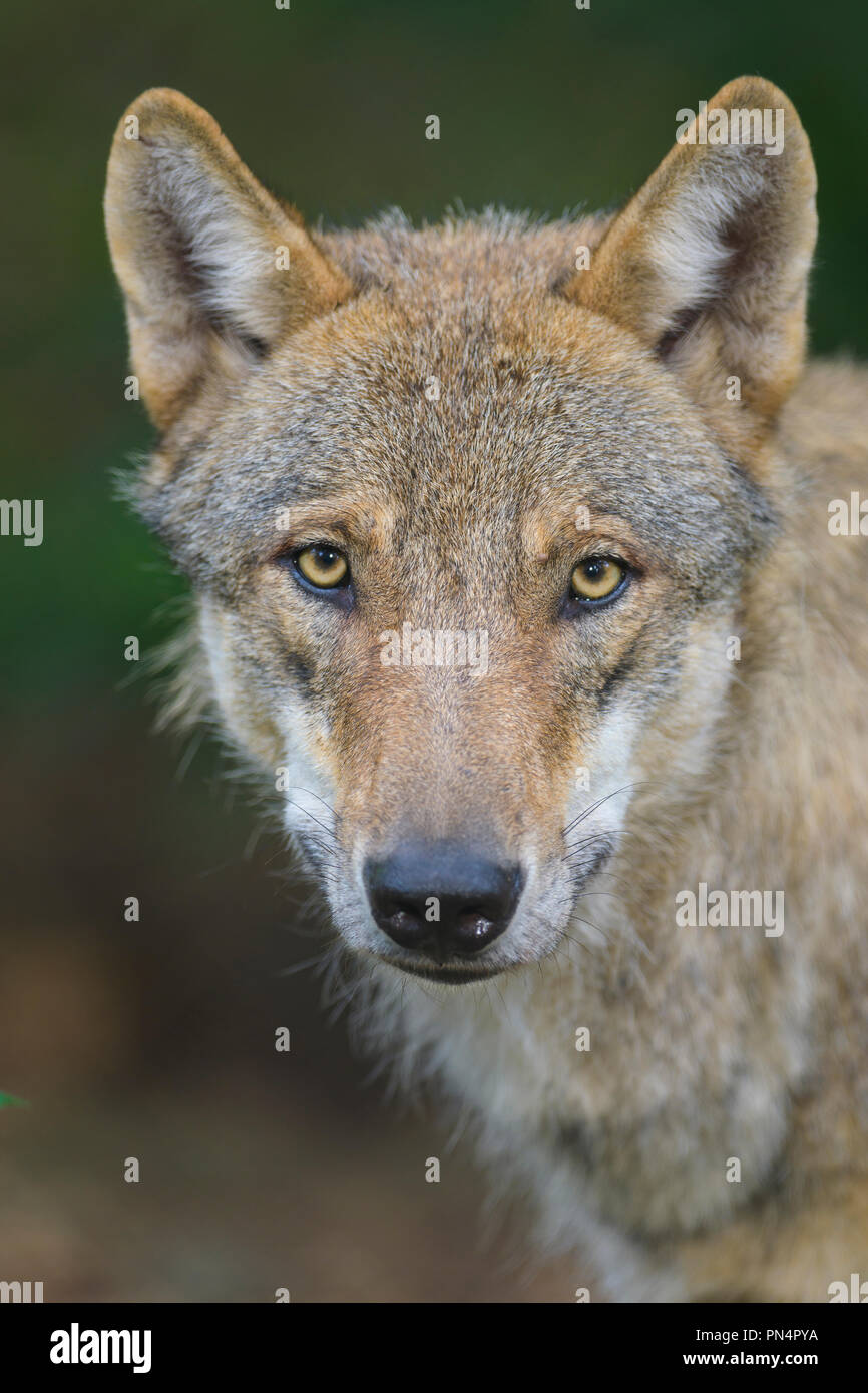 Le loup, Canis lupus, Portrait, Banque D'Images
