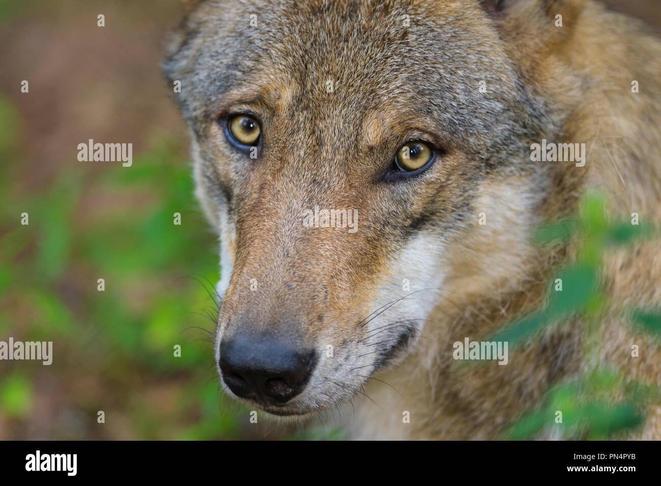 Le loup, Canis lupus, Portrait, Banque D'Images